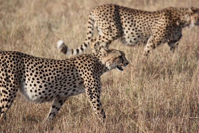 twelve-more-south-african-cheetahs-to-join-eight-cheetahs-from-namibia-in-kuno-national-park-in-mp