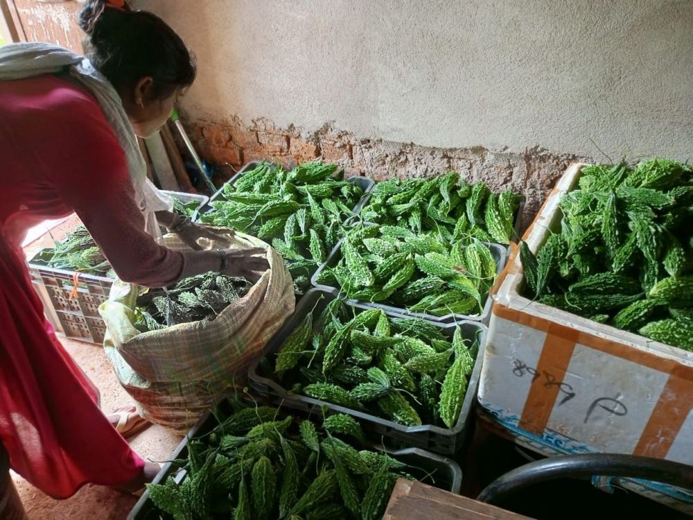 From-bitter-gourd-to-strawberry-drip-irrigation-has-become-an-example-of-change-for-women-farmers-in-Jharkhand