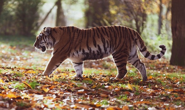 भारत में बाघों की स्थिति पर एक रिपोर्ट जारी की गई, जो बाघों की आबादी 2226 से बढ़कर 3167 हो जाने का संकेत
