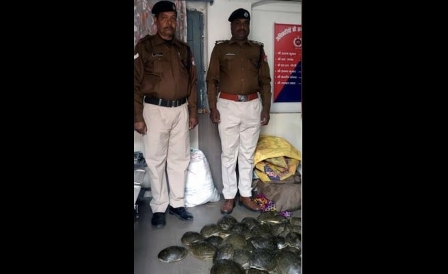 कोडरमा रेलवे स्टेशन से 115 जिंदा कछुओं को  रेलवे पुलिस ने बरामद किया