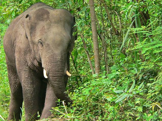 झारखंड के हजारीबाग में वन क्षेत्र पदाधिकारी ने ग्रामीणों से अपील की है -हाथियों को नहीं छेड़ें 