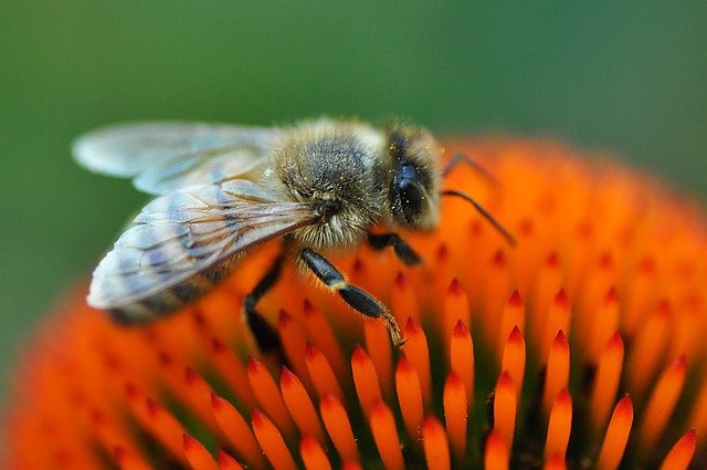 विश्व मधुमक्खी दिवस पर वेबिनार में शहद के महत्व , मधुमक्खी पालन तथा इससे जुड़े अन्य उत्पादों पर चर्चा