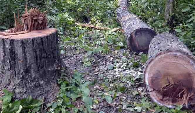 झारखंड में कोडरमा जिले की बेरहवा जंगल में बेरोकटोक पेड़ों की कटाई, वन विभाग के कर्मियों की मिलीभगत 