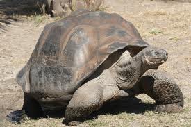 This tortoise gets its name-gigantea- after 200 years of ambiguity