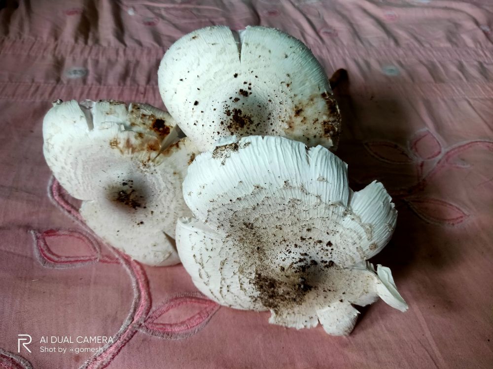 Rain, lightening strikes produce a bountiful harvest of mushrooms, think Adivasis
