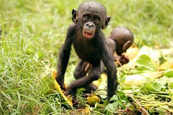 Bonobos share food with strangers before acquaintances