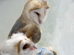 Baby Owls and baby Humans share one thing in common:Sleep