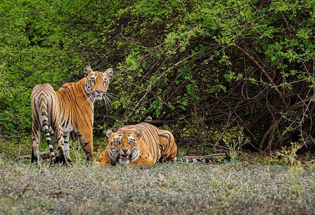 National Tiger Conservation Authority completes 50 years: A Report