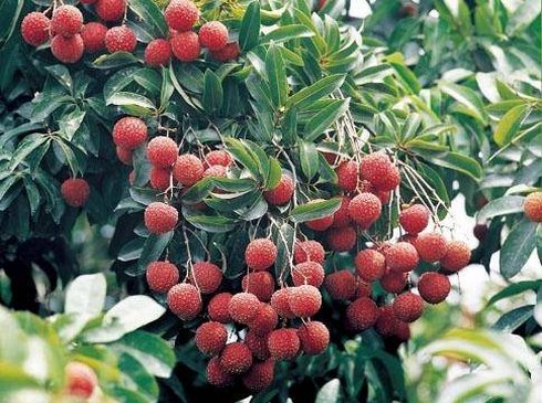 Indian-origin scientist develops genetically engineered fruits