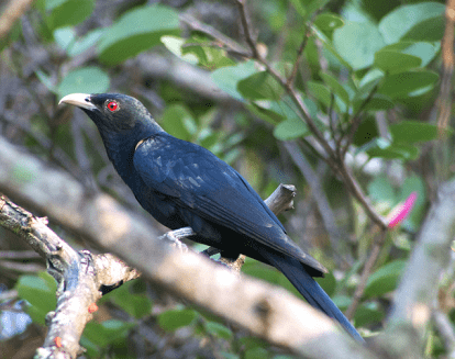 Wake up hearing Ku-Koo call of Jharkhand state bird- Koel
