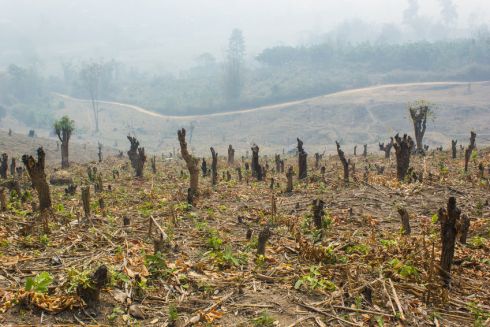 Destruction of plant life puts human civilisation in jeopardy