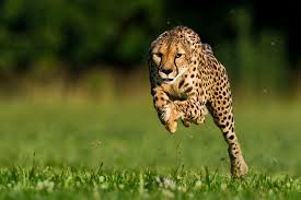 Cheetahs' uses 'inner ears' to run 65 miles per hour