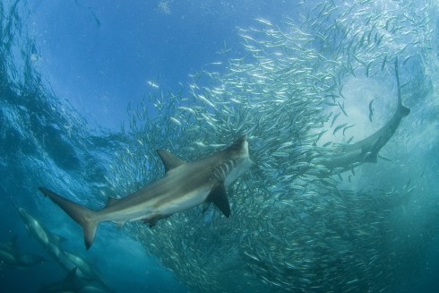 Climate change may spell doom for sharks: Scientists