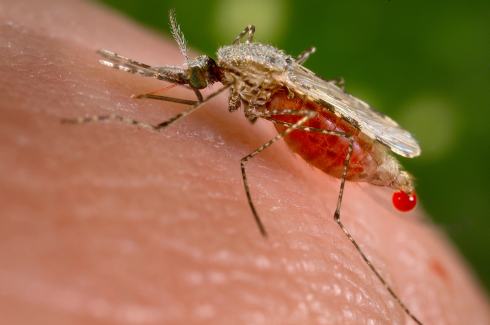 Researchers determine genetic sequencing of malaria causing mosquitoes