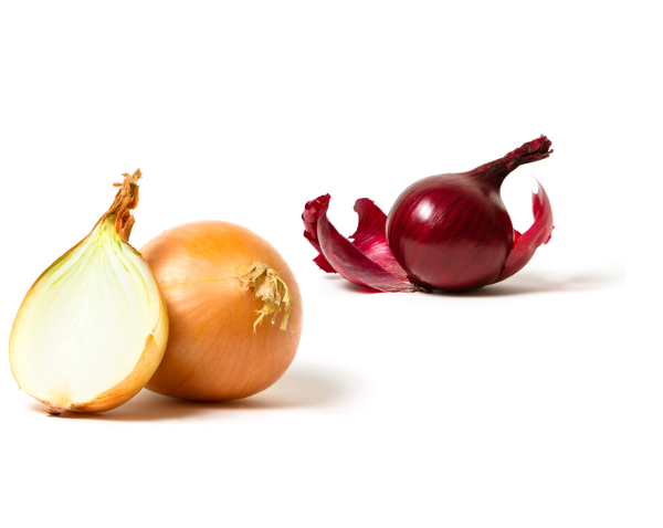 Researchers using onions to create artificial muscles