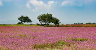 Sediments decode climate and environmental changes on Kaas Plateau