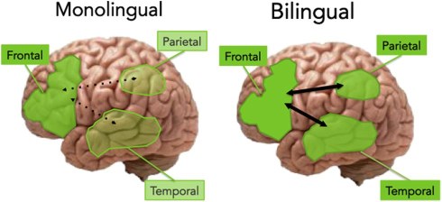 Bilinguals have more grey matter than monolinguals: Study