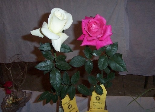 Valentine Day 2023- Price of red rose bud rises in Jharkhand 