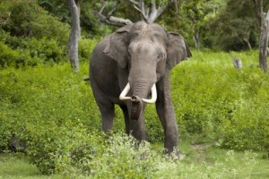 Lifetime achievement award for female elephant specialist of Assam