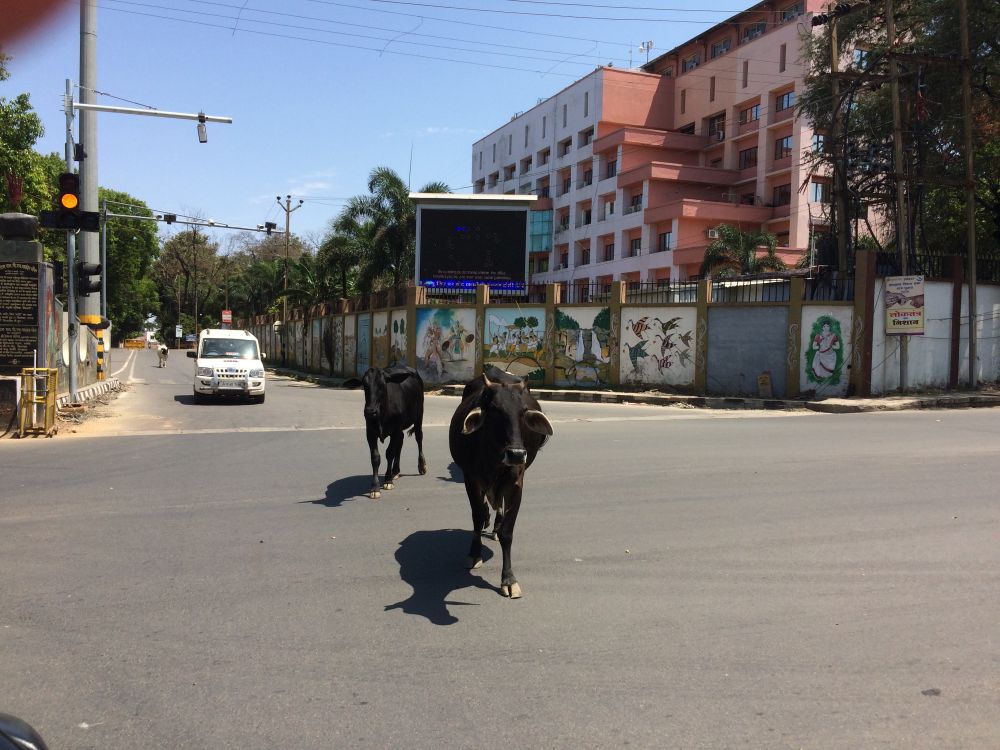 Cows walk freely where Covid-19 hit patient missing