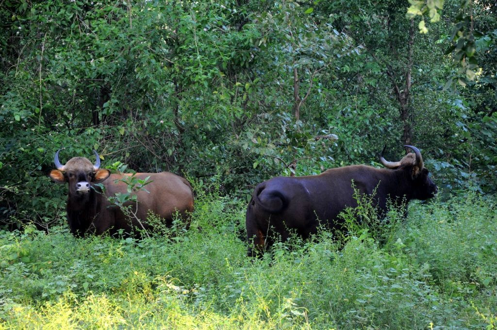 Wild buffaloes under watch in Palamau