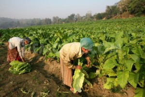 Tobacco farmers demand withdrawal of increase in graphical warning