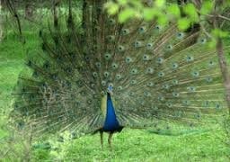 <p>Peacock inside Betla National Park out to attract Peahen</p>
