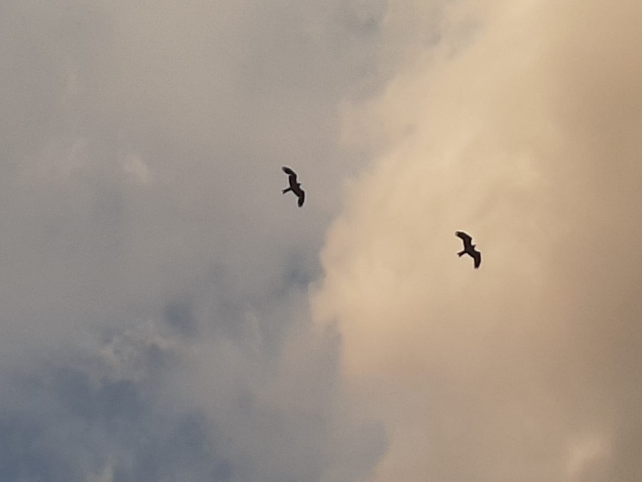 <p>At a time of lockdown to prevent the spread of coronavirus, eagles have come out in the sky. This was visible from Morahabadi Maidan on April 23,2020.</p>
