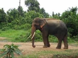 <p>Elephant appears to be waiting for monsoon rains inside Birds Munda Zoological Park,Ormanghi,Ranchi.</p>
