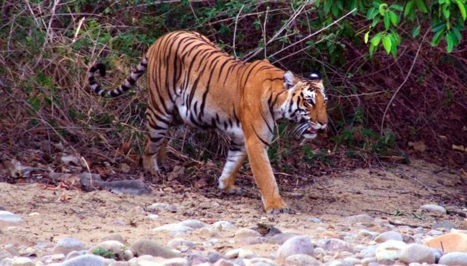 <p>Tiger population doubles: Prime Minister Narendra Modi today released the All India Tiger Estimation Report 2018 and said the country has emerged as of one of the biggest and safest…