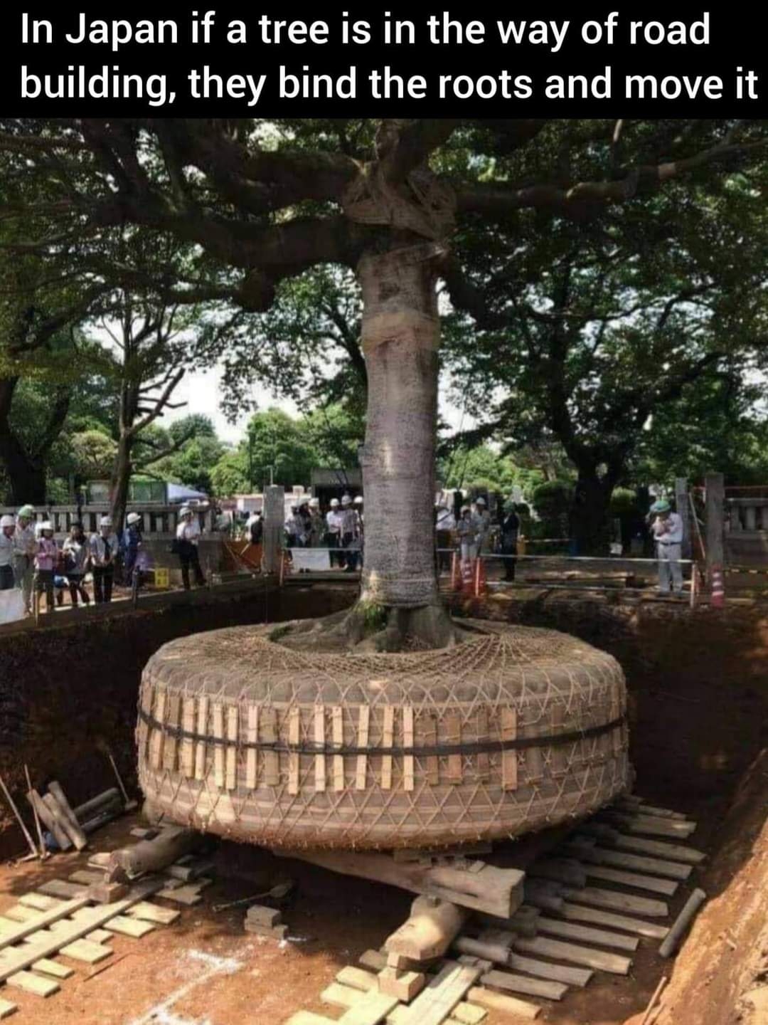 <p>In Japan, if a tree is in the way of road building, they bind the roots and move it only to plant it elsewhere.</p>
