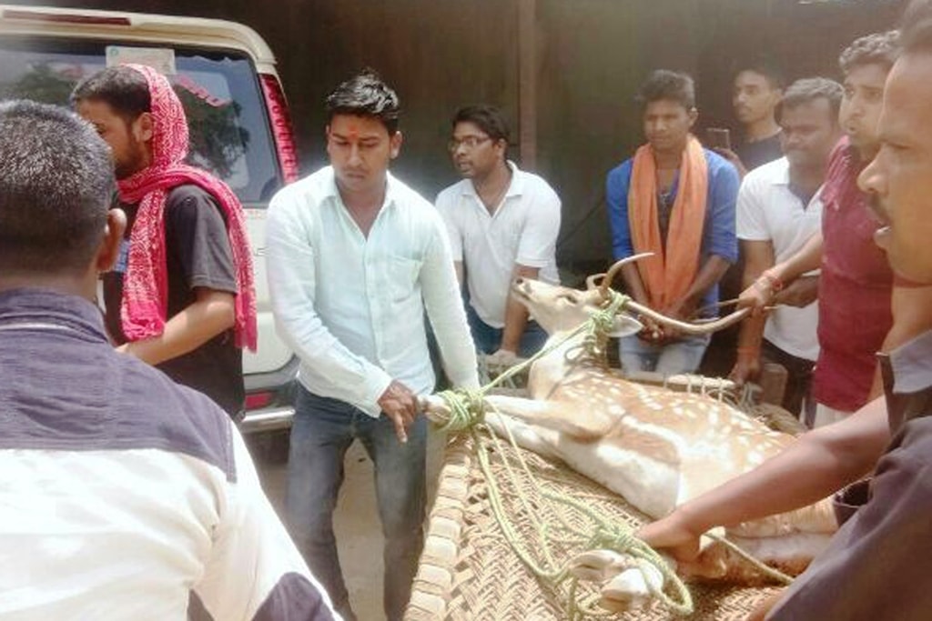 <p>A deer is being taken by the forest officials with the support of villagers at Chatra of Jharkhand State on Wednesday. In search of water, the deer wandered from the forest and…