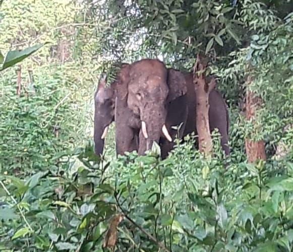 <p>राँची - एडरहातु सोनाहातु में जंगली हाथी दिखने से ग्रामीणों में हड़कम्प, फ़ॉरेस्ट विभाग को सूचना दिया गया।हाथी का झुंड अभी बगल के जंगल में है।</p>
