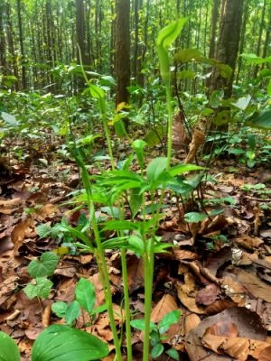<p>A bunch of Cobra Lilies spotted in woods- Khunti district. The scientific name of the plant is <em>Arisaema consanguineum – Himalayan Cobra Lily. </em>The top…