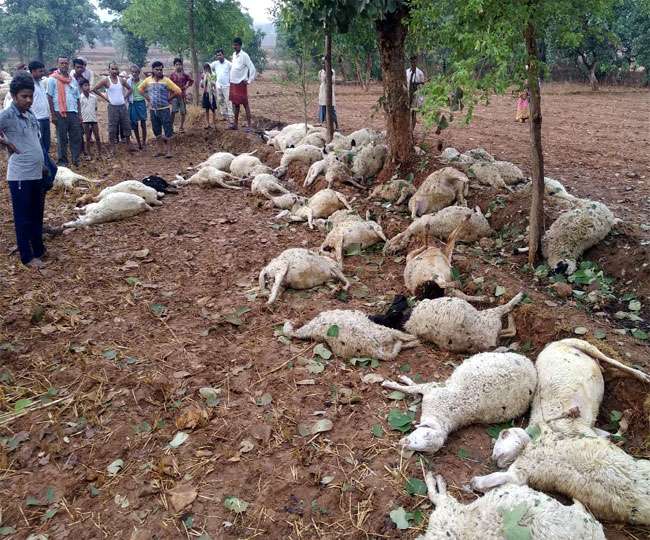 <p>Monsoon arrived with lightning. It resulted in the death of 60 lambs in Jharkhand. The incident took place in Koinbar village under Majhiaown block in Garhwa district in the late…