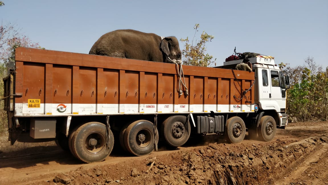 <p> </p>

<p>Three new elephants brought from Karnataka at PTR in Betla on Tuesday. </p>
