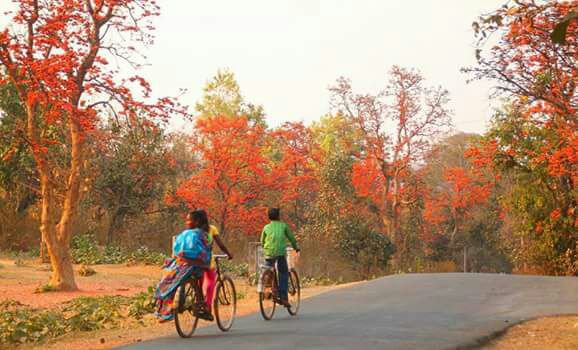 <p>The beauty of nature is reflected by the tree of spring- Palash in Jharkhand.</p>
