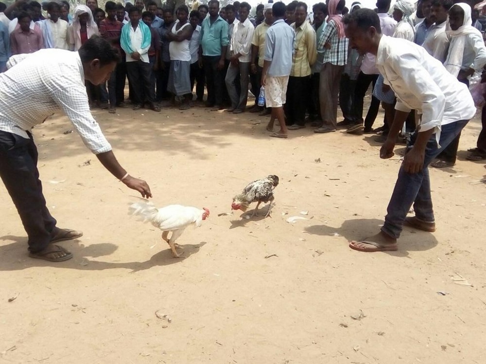 <p>People enjoying traditional cock fight being held during first day of Rozo festival at Sonahatu 65 kms from capital Ranchi on Tuesday.</p>
