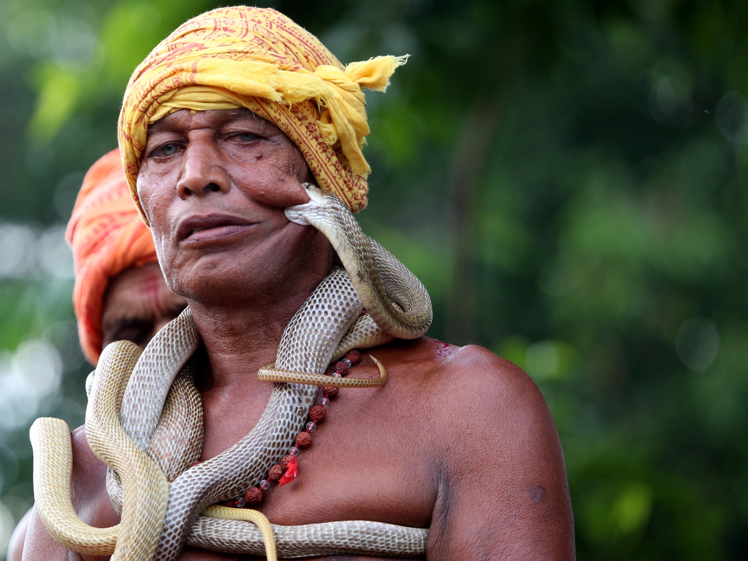 <p>Villagers of Mohlisol at Dhalbhumgarh sub-division under Ghatshila block near Jamshedpur under East Singhbhum district of Jharkhand are seen busy in being bitten by poisonous snakes…