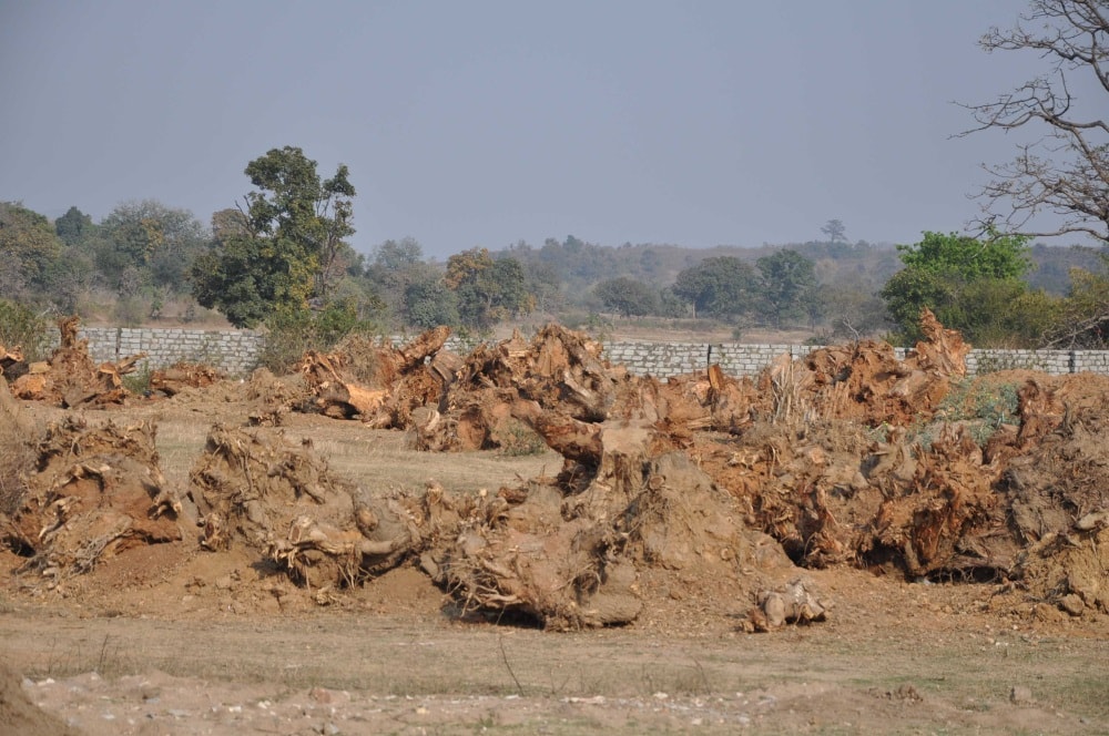 <p>Roots deposits after harvesting of trees by road construction division on NH 33 on the World Environment Day  at Ranchi Jamshedpur road.</p>
