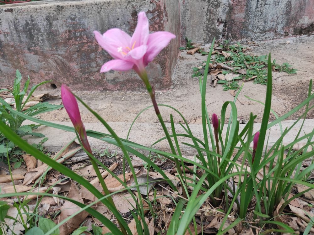 <p>After lying dormant for a year, Rain lilies begin to bloom albeit a bit early this year due to decent rainfall in the last couple of weeks. Also known as Zephyr lily and fairy lily,…