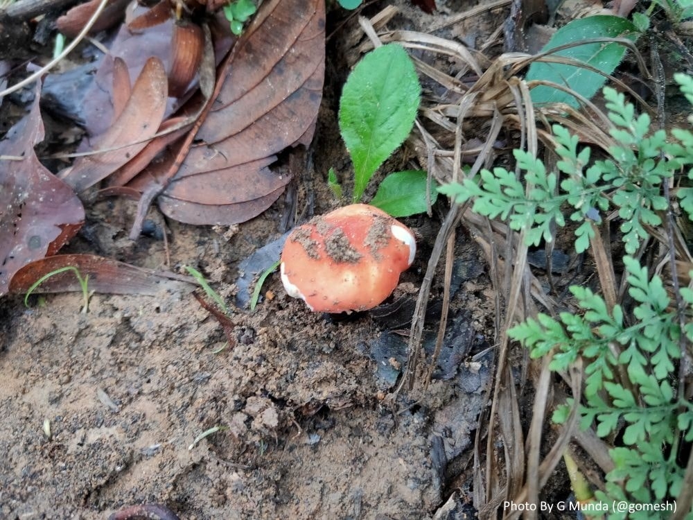 <p>An edible mushroom growing under a 'Saal' tree. In the local Mundari language, it's called 'Sim Dali'.</p>
