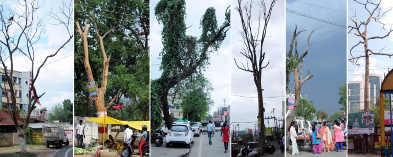 Dead trees threaten life of humans in Ranchi