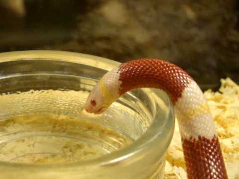 That snake drinks milk is a pure myth
