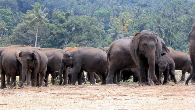 Wild elephants found sleeping after getting drunk in Odisha 