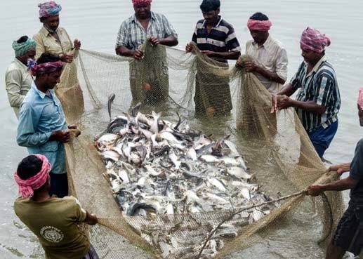 exclusiveindias-seafood-exports-records-all-time-high-amount-of-rs-72000-crore