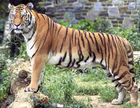 Tiger population shoots up in India,dips in Jharkhand