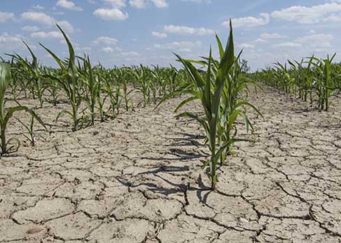 Centre seeks memorandum from Jharkhand for drought assistance