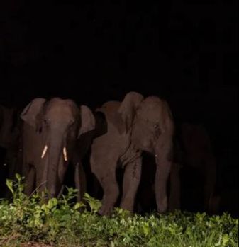ai-cameras-and-hooters-to-be-installed-to-in-elephant-corridors-in-jharkhand