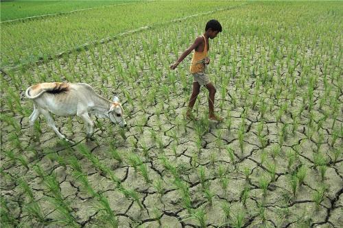 Irregular rainfall causes concern for farmers in Jharkhand